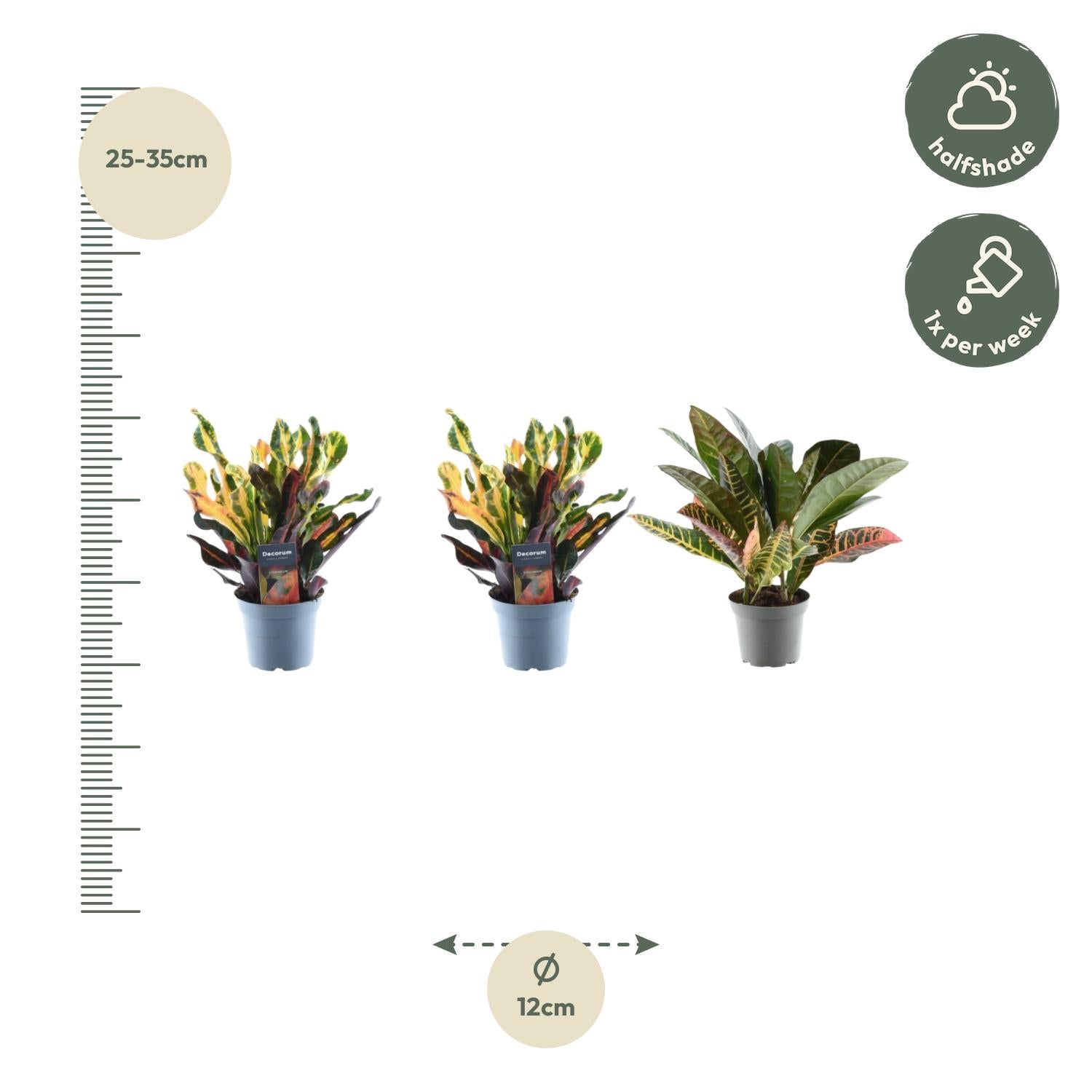 3x Wunderstrauch mix - 30 cm - ø12