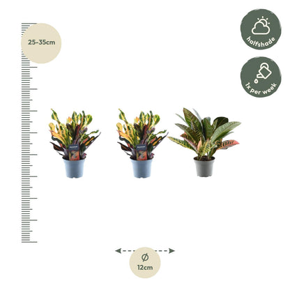 3x Wunderstrauch mix - 30 cm - ø12