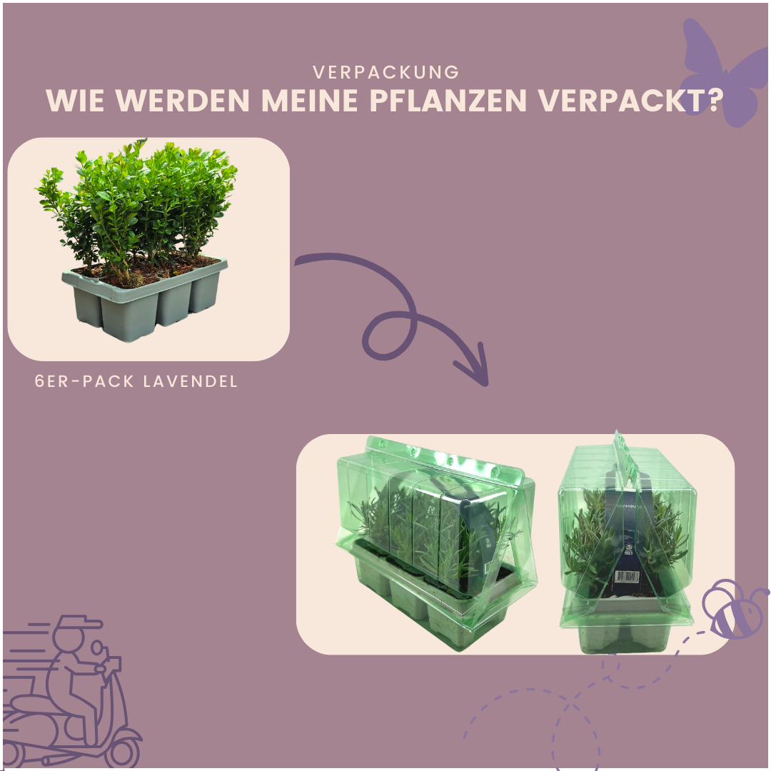 Buxus NewGen Freedom – 6er-Pack – Winterharte Immergrüne Sträucher – Ø7 cm Topf – Höhe ca. 15 cm
