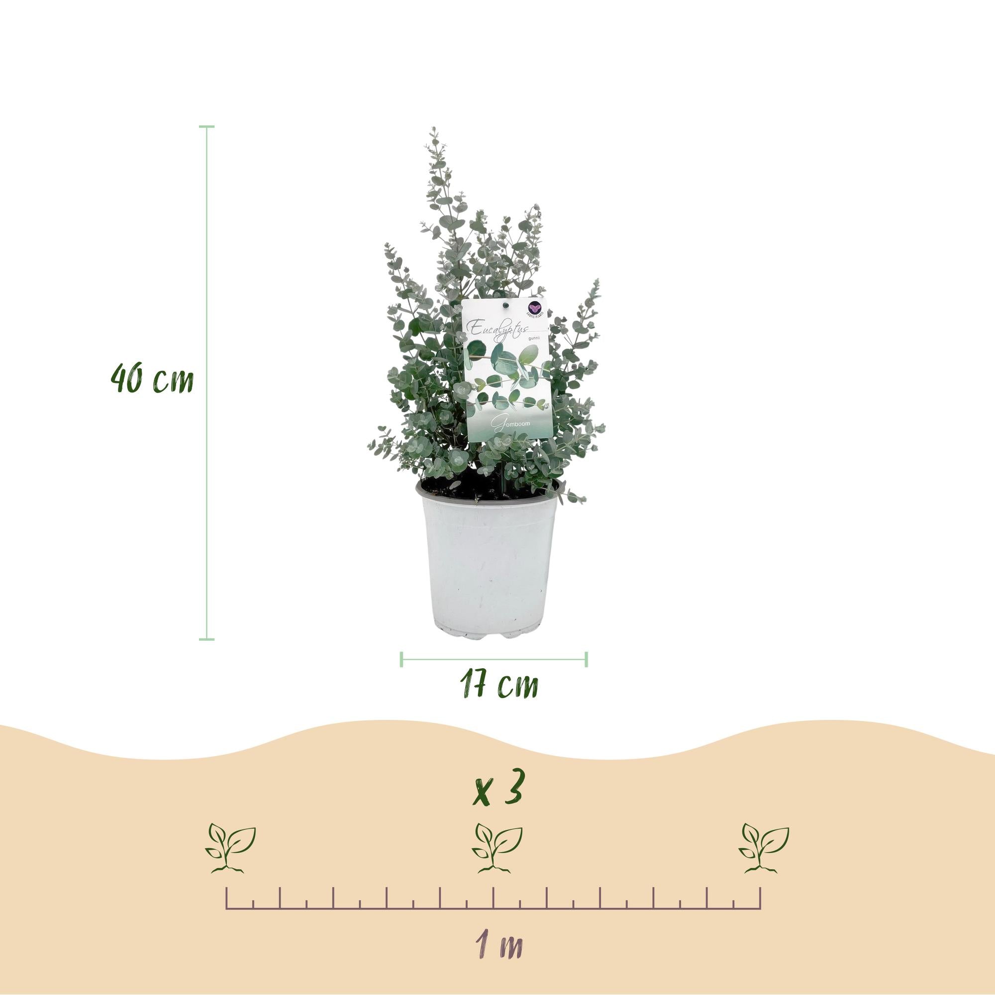 Terrassenpflanze - Eukalyptusbaum - Eukalyptus gunnii - Grau - 6 Pflanzen - Winterhart - Topf 17cm Höhe 40cm