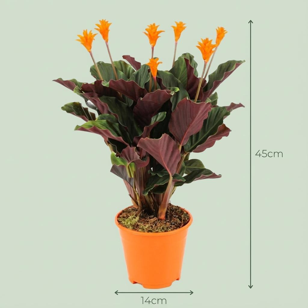 Calathea Crocata - Ø 14 cm - Höhe: 40 - 45cm