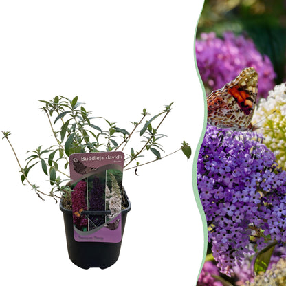 Schmetterlingsstrauch - Buddleja davidii Tricolour - Blüten Rosa, Weiß und Lila - 1 Pflanze - Laubabwerfend - Schmetterlingsanziehend - Topf 17cm Höhe 30cm