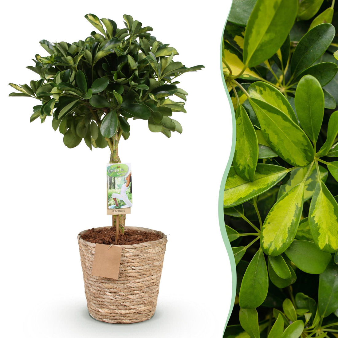 Schefflera Gold Capelle - Fingerbaum - Wenig Pflege - mit Korb - Grün - Gold - 1 Pflanze - Topf 21cm - Höhe 70-81cm