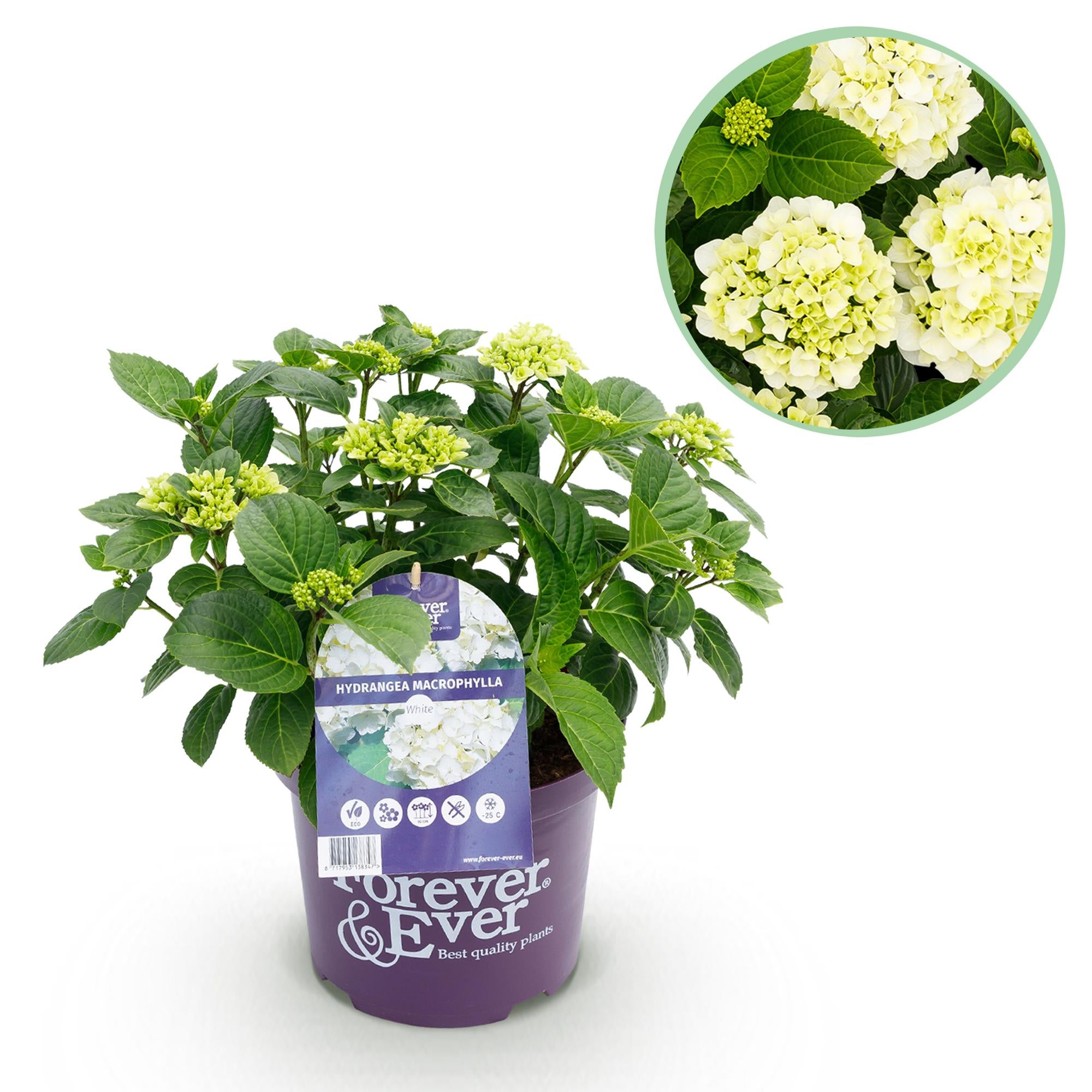 Hortensie - Hydrangea Forever &amp; Ever - Weiß - 7-12 Blüten - Topf 23cm Höhe 55cm