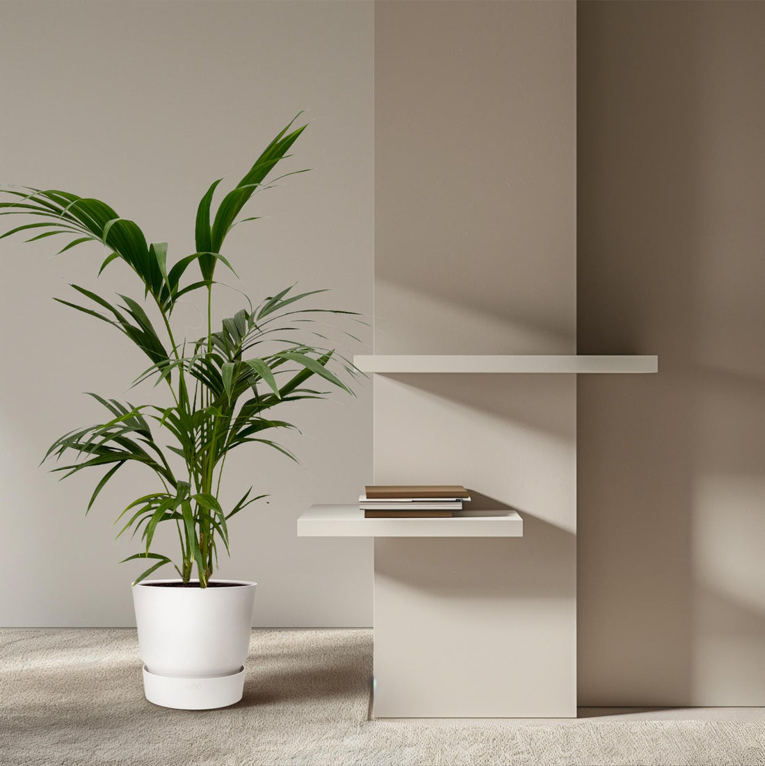 Kentia Palme 130 - 260 cm – Elegante Zimmerpalme