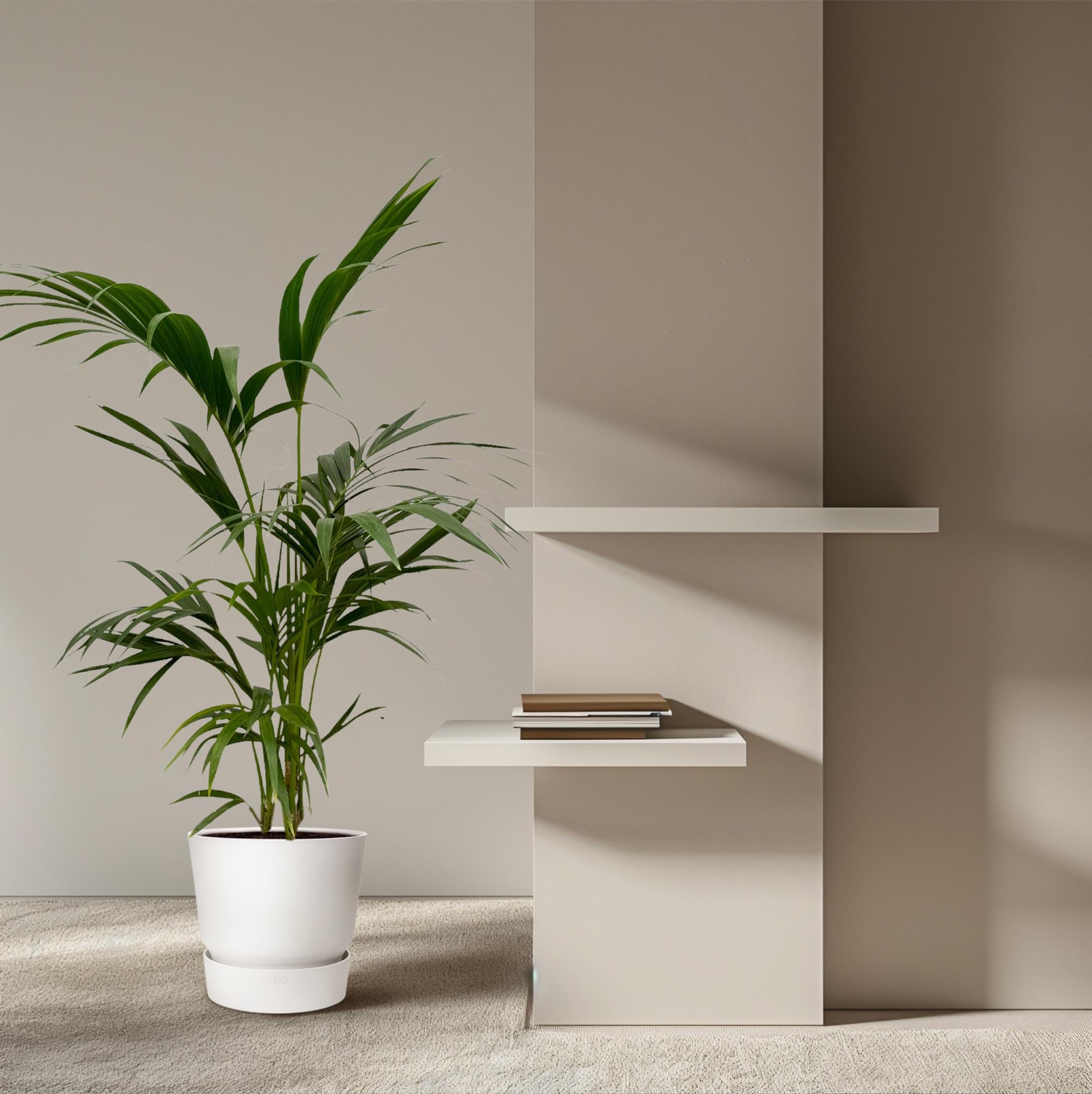 Kentia Palme 130 - 260 cm – Elegante Zimmerpalme