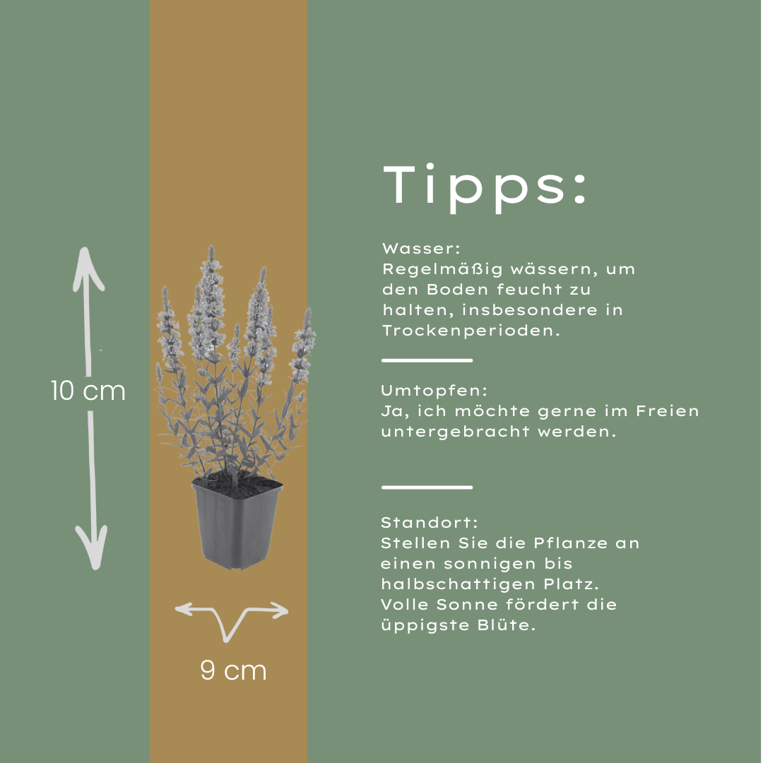 6x Lythrum salicaria - ↕10-25cm - Ø9cm