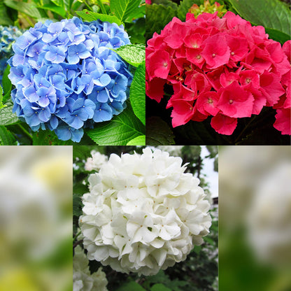 Hydrangea macrophylla Tricolour - Blüte Blau, Rosa und Weiß - 3 Pflanzen - Laubabwerfend - Wenig Pflege - Topf 17cm Höhe 30cm