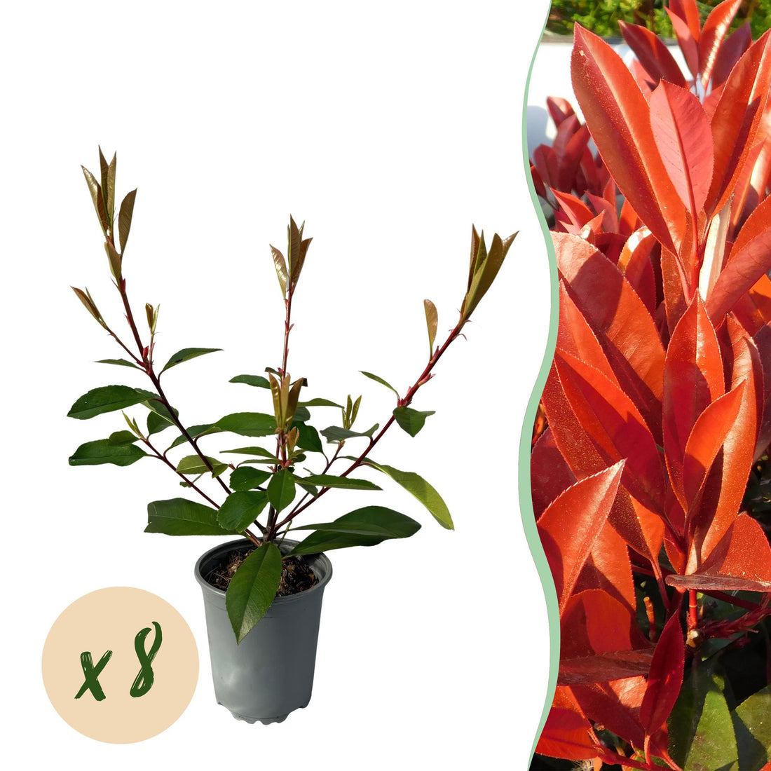 Heckenpflanzen - Photnia fraseri Red Robin - Blatt rot grün - 8 Pflanzen / 1 laufender Meter - immergrün - Topf 9cm Höhe 30-35cm
