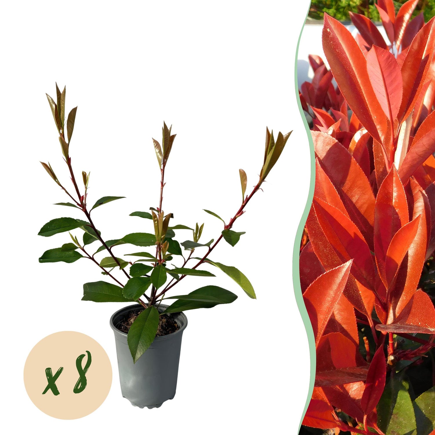 Heckenpflanzen - Photnia fraseri Red Robin - Blatt rot grün - 8 Pflanzen / 1 laufender Meter - immergrün - Topf 9cm Höhe 30-35cm