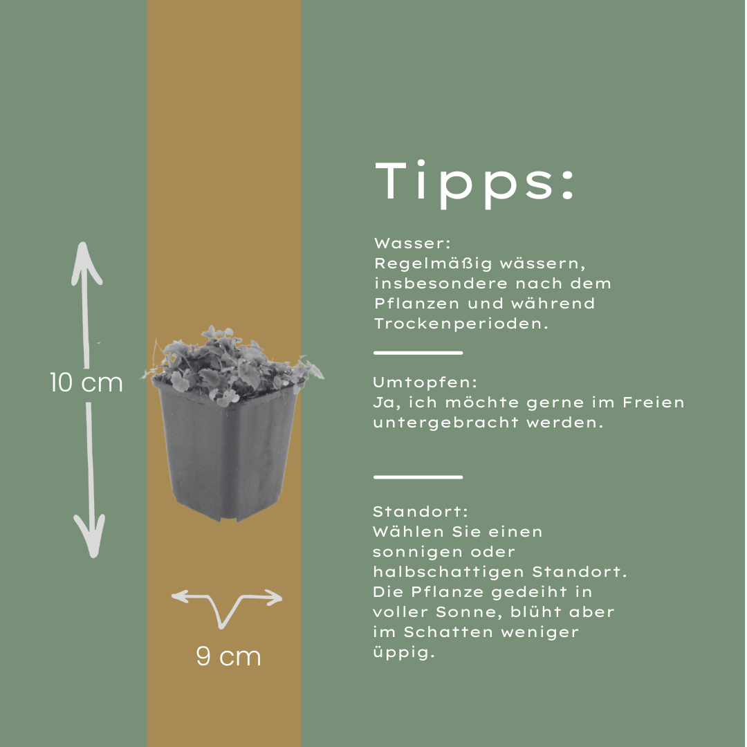 6x Campanula poscharskyana - ↕10-25cm - Ø9cm