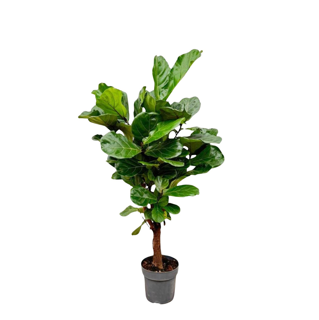 Ficus Lyrata auf Stamm 140 - 270cm kaufen – Elegante Geigenfeige für Innen