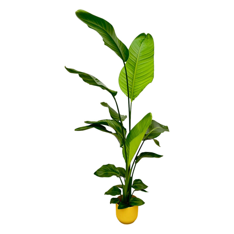 Strelitzia Nicolai mit elho Vibes Fold Round grün- 130 cm - Ø18