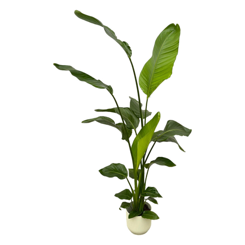 Strelitzia Nicolai 180cm mit Topf – Weißer Paradiesvogel für Ihr Zuhause