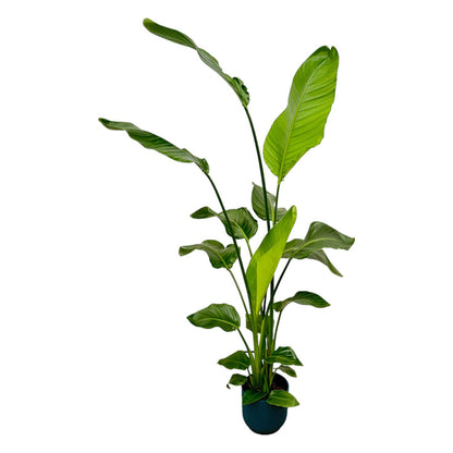 Strelitzia Nicolai mit elho Vibes Fold Round grün- 130 cm - Ø18