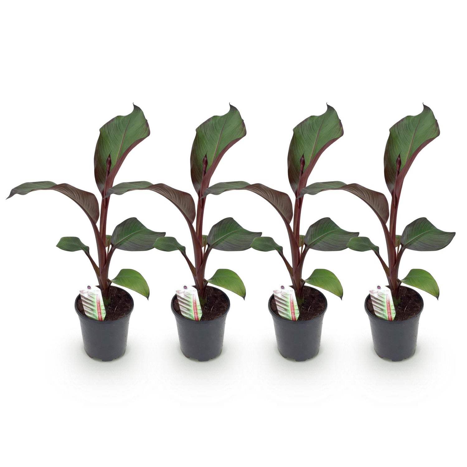 Obstpflanze - Bananenpflanze - Ensete ventricosum Maurelli - Winterhart - 4 Pflanzen - Topf 17cm Höhe 40cm