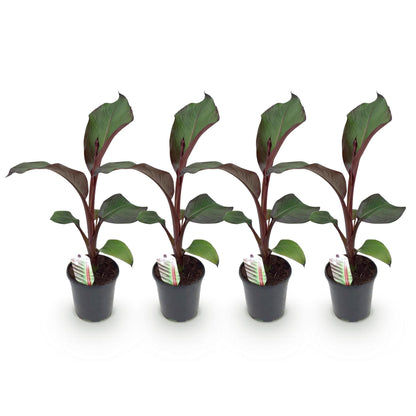 Obstpflanze - Bananenpflanze - Ensete ventricosum Maurelli - Winterhart - 4 Pflanzen - Topf 17cm Höhe 40cm
