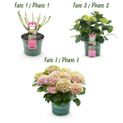 Hortensie - Hydrangea Magical Jewel Pink - Rosa - 6-10 Blumen - Topf 23cm Höhe 55cm