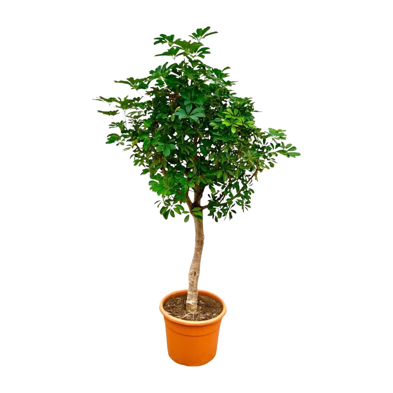 Schefflera - 150 cm - 210 cm