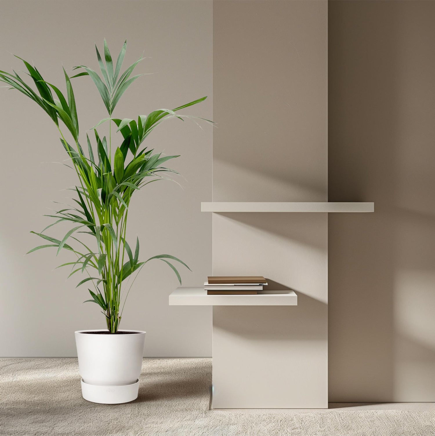 Kentia Palme 130 - 260 cm – Elegante Zimmerpalme