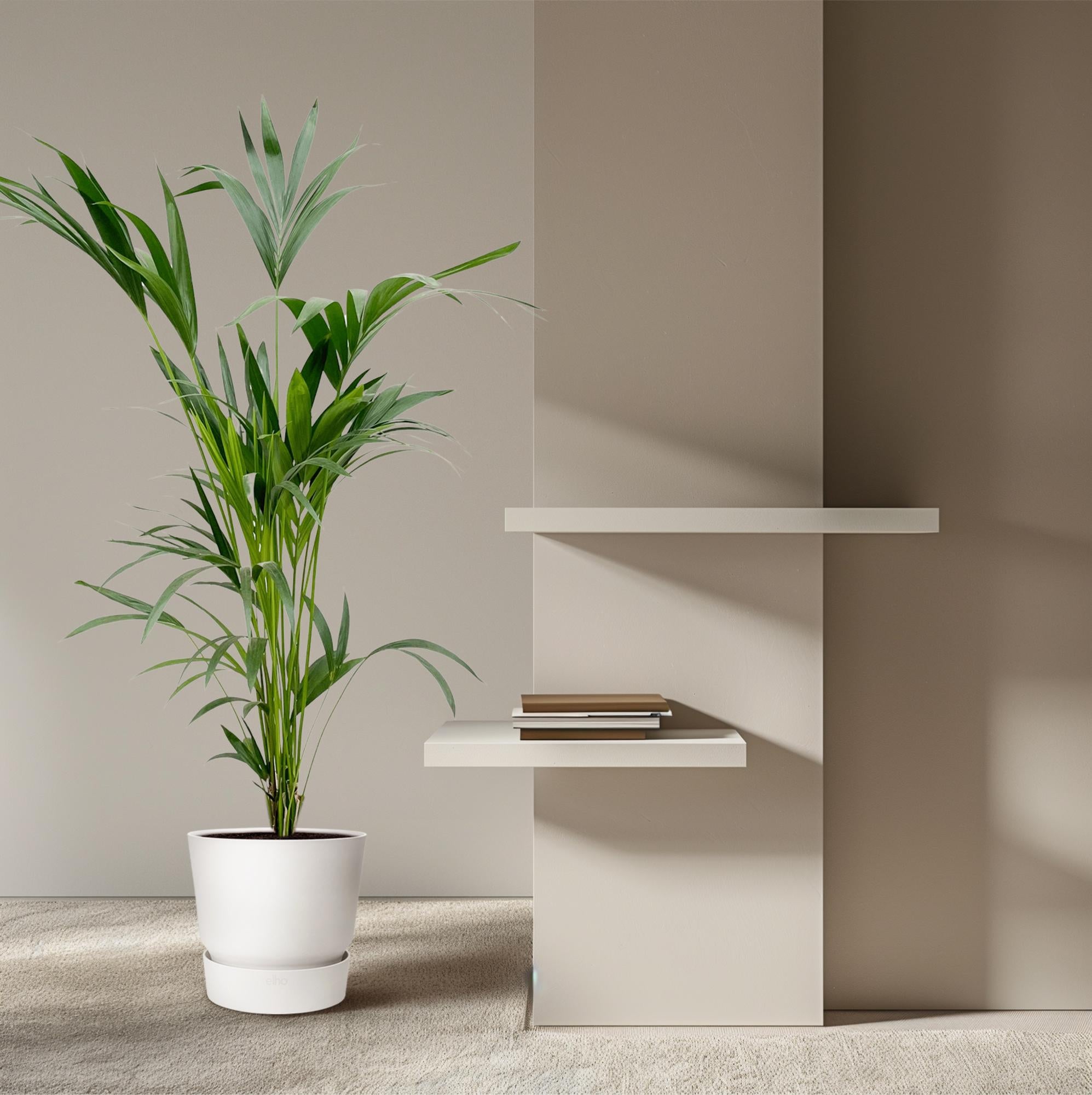 Kentia Palme 130 - 260 cm – Elegante Zimmerpalme