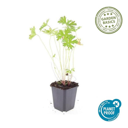 24x Blauer Storchschnabel für Beete &amp; Flächen – Höhe 10–25 cm – Ø 9 cm Topf