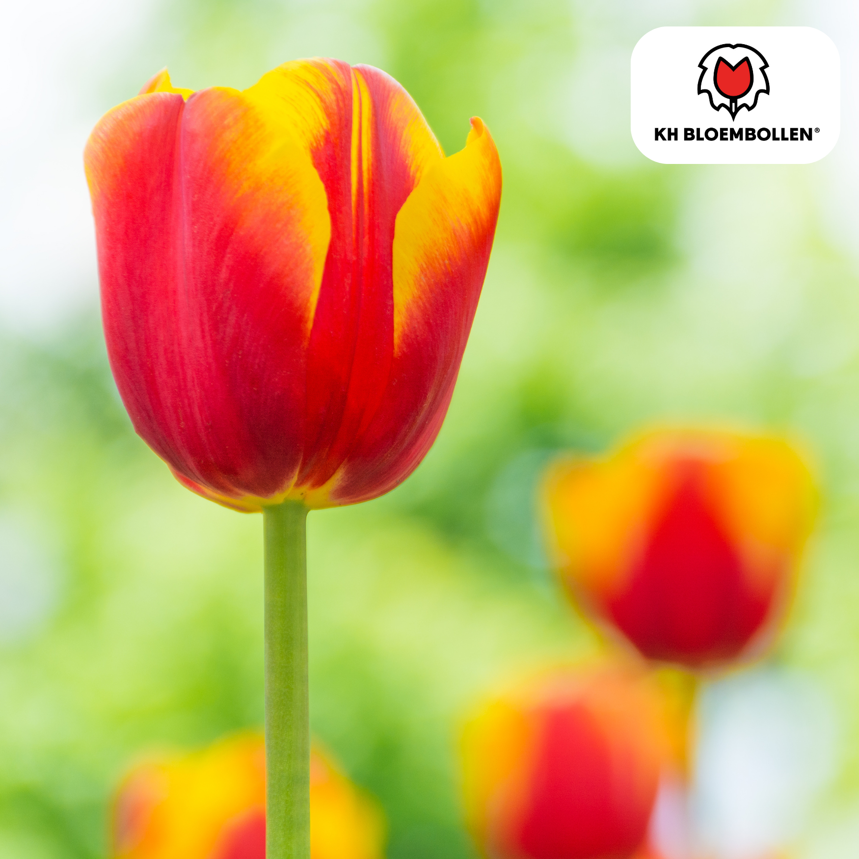Tulpenzwiebeln Dow Jones | 20er-Pack | Kräftig Rot