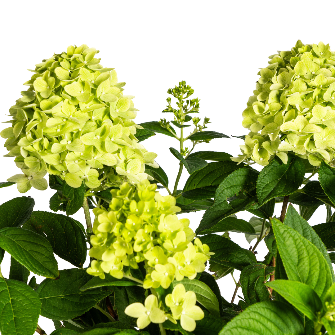 Rispenhortensie Hydrangea paniculata Limelight Ø19cm - ↕40 - 60cm