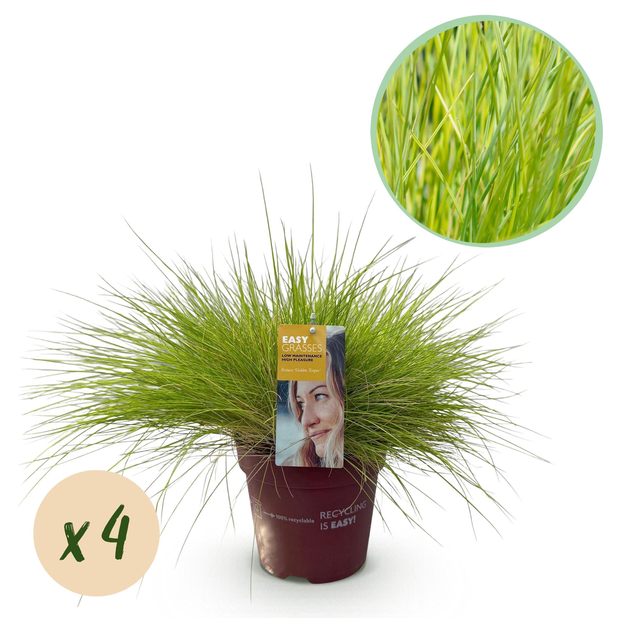 Ziergräser - Festuca glauca Golden Toupee - Gelb - 4 Pflanzen - Immergrün - Wenig Pflege - Topf 17cm Höhe 50cm