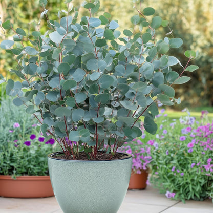 Terrassenpflanze - Eukalyptusbaum - Eukalyptus gunnii - Grau - 6 Pflanzen - Winterhart - Topf 17cm Höhe 40cm