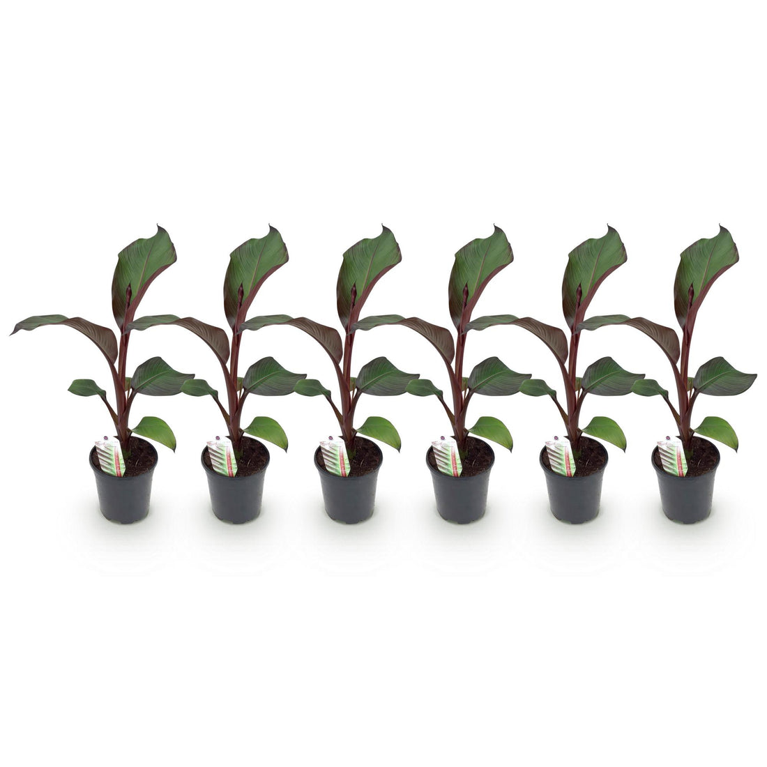 Obstpflanze - Bananenpflanze - Ensete ventricosum Maurelli - Winterhart - 6 Pflanzen - Topf 17cm Höhe 40cm