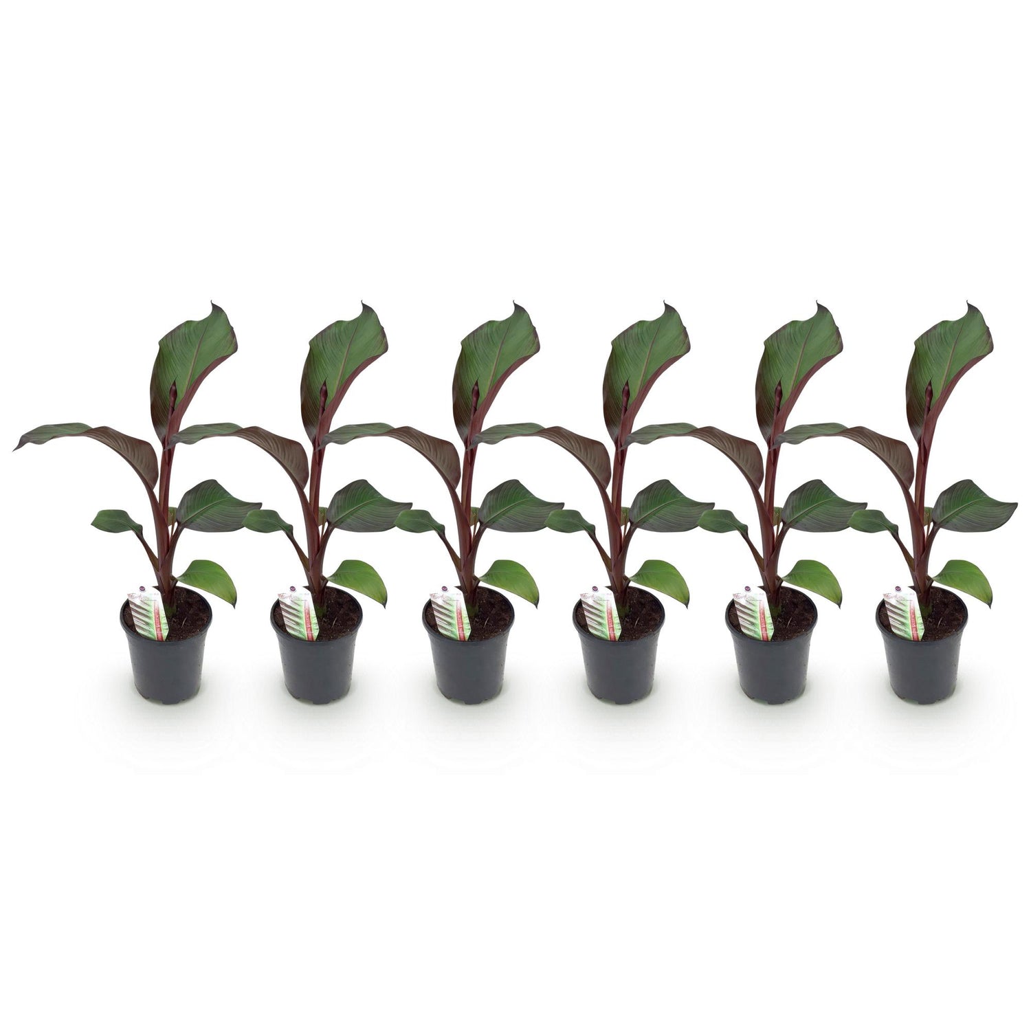Obstpflanze - Bananenpflanze - Ensete ventricosum Maurelli - Winterhart - 6 Pflanzen - Topf 17cm Höhe 40cm