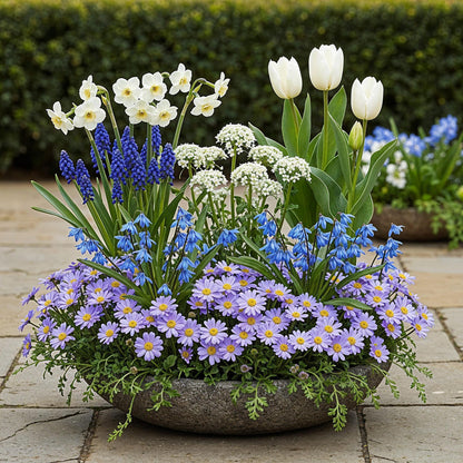 Blumenzwiebeln Bulb Garden Blue Mix | 125 Stück Blautöne – Geschenkverpackung