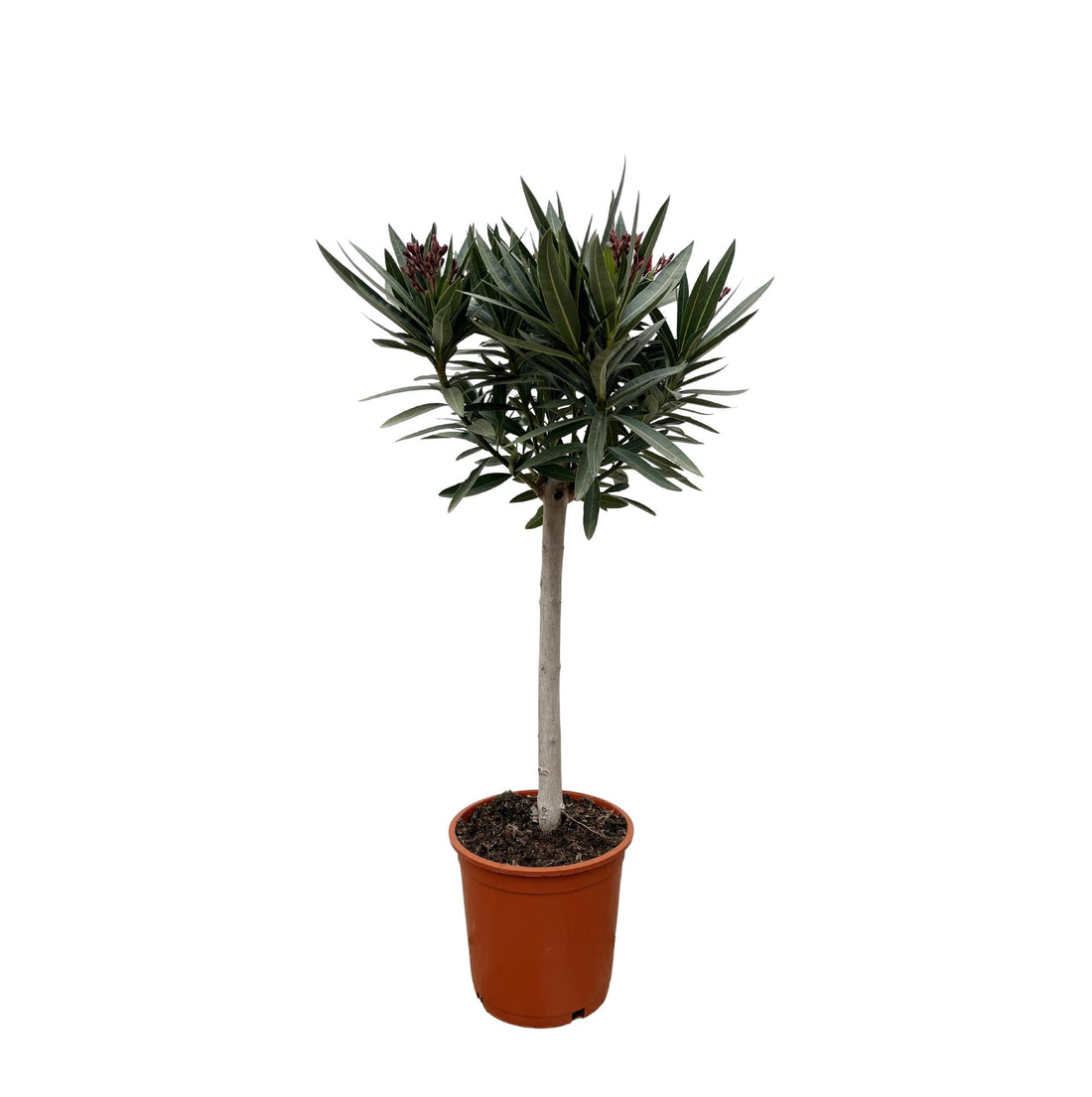 Oleander Hochstamm – Nerium Oleander – ca. 90 cm – Ø22 cm Topf – Immergrün &amp; Mediterran