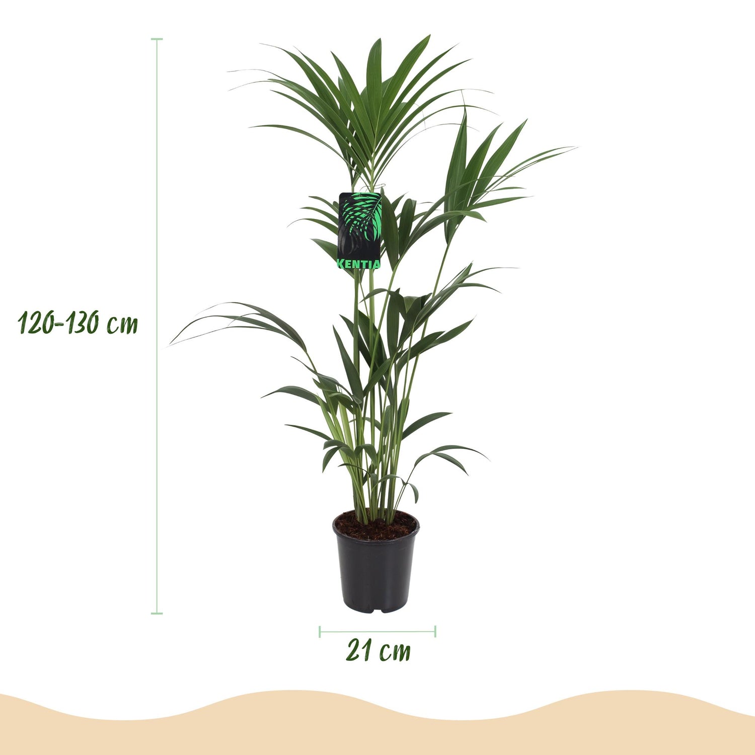 Howea Forsteriana - Kentia-Palme - 1 Pflanze - mit Korb oder Topf - Höhe 120-130cm