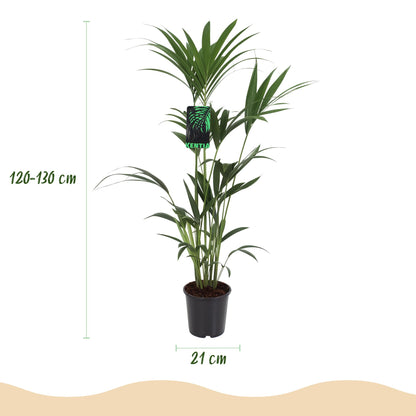 Howea Forsteriana - Kentia-Palme - 1 Pflanze - mit Korb oder Topf - Höhe 120-130cm