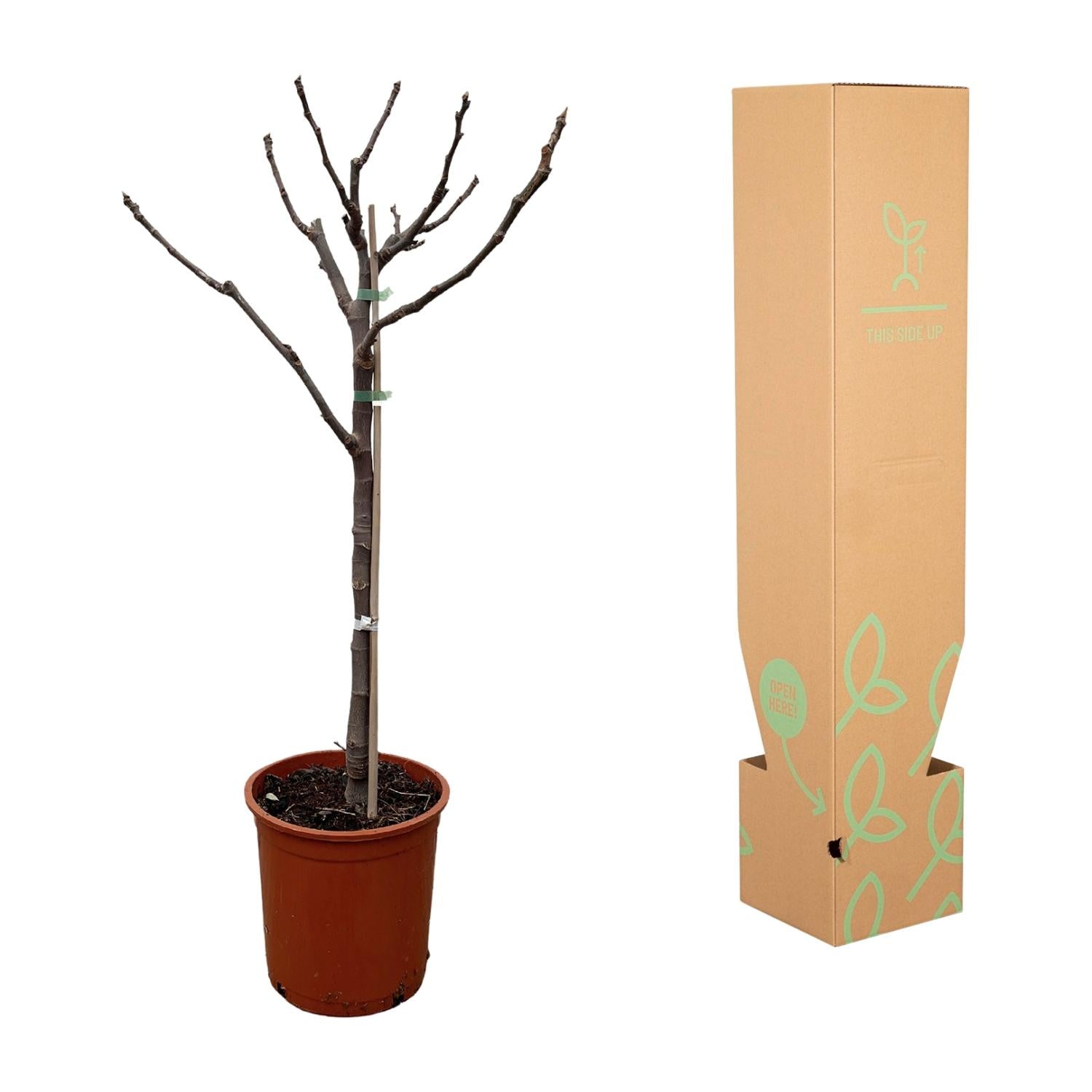 Ficus Carica – Echter Feigenbaum für Garten &amp; Terrasse