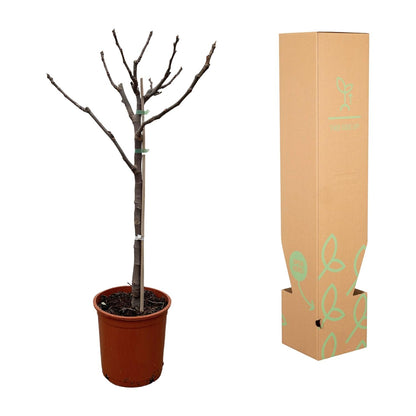 Ficus Carica – Echter Feigenbaum für Garten &amp; Terrasse
