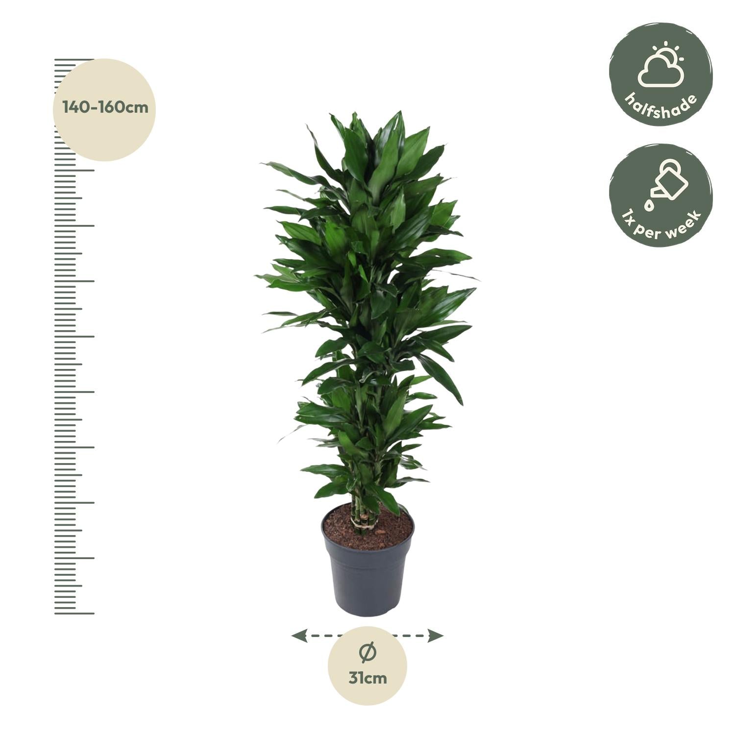 Dracaena Janet Lind verzweigt – Elegante Zimmerpflanze