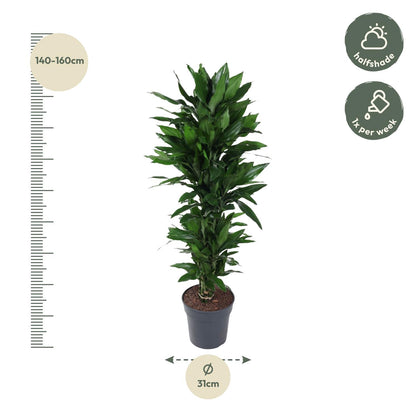 Dracaena Janet Lind verzweigt – Elegante Zimmerpflanze