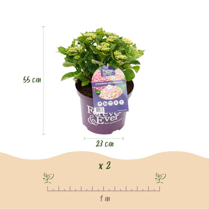 Balkon-Hortensie Forever &amp; Ever Rosa – 2 Pflanzen – 7–12 Blüten – Ø23 cm Topf – Höhe ca. 55 cm