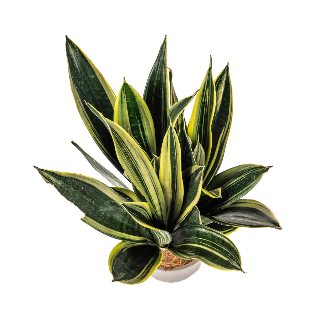 Sansevieria trifasciata – Pflegeleichte Zimmerpflanze