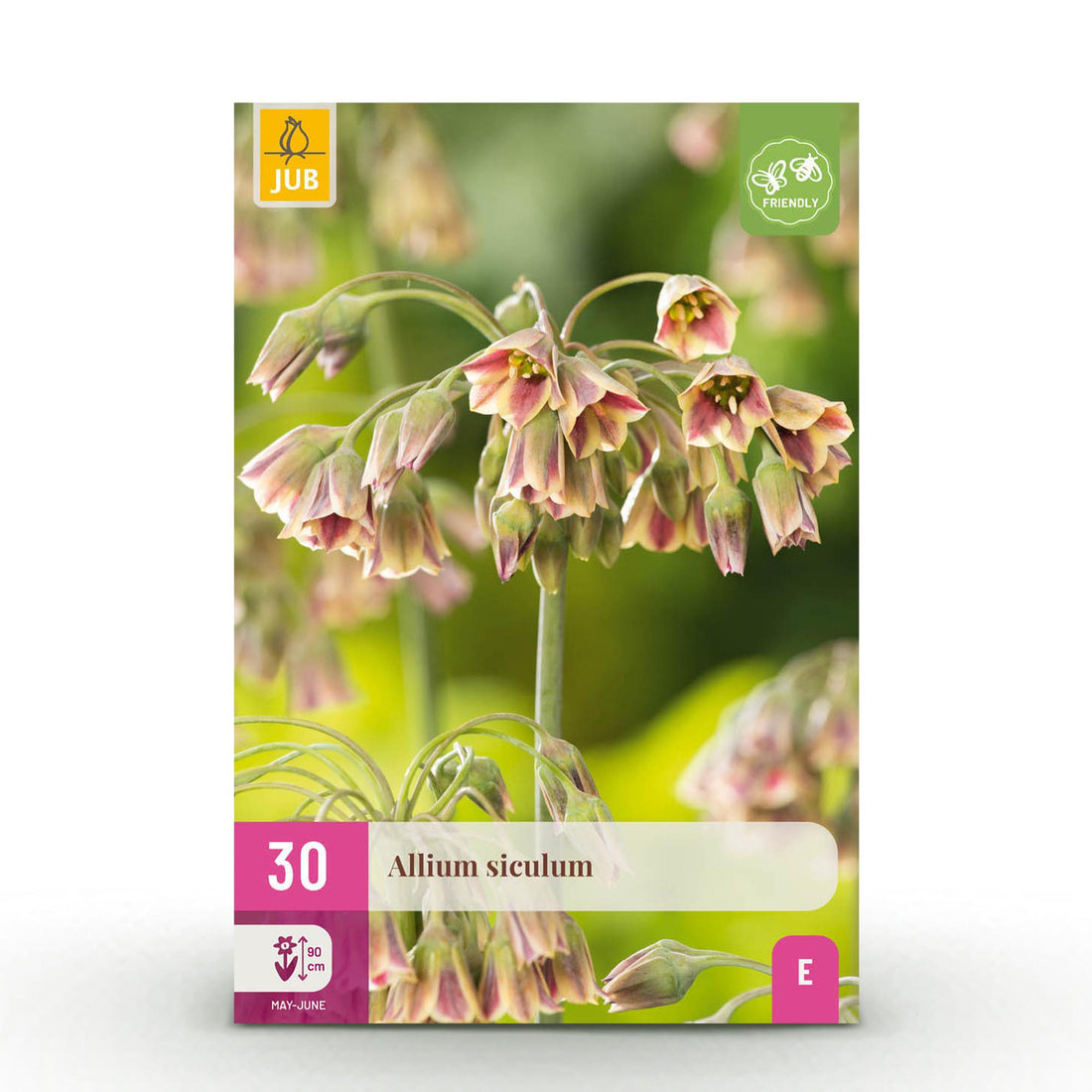 Blumenzwiebeln Allium Siculum | 30 Stück Rosa – Zwiebelgröße 8/10 – XXL Pack