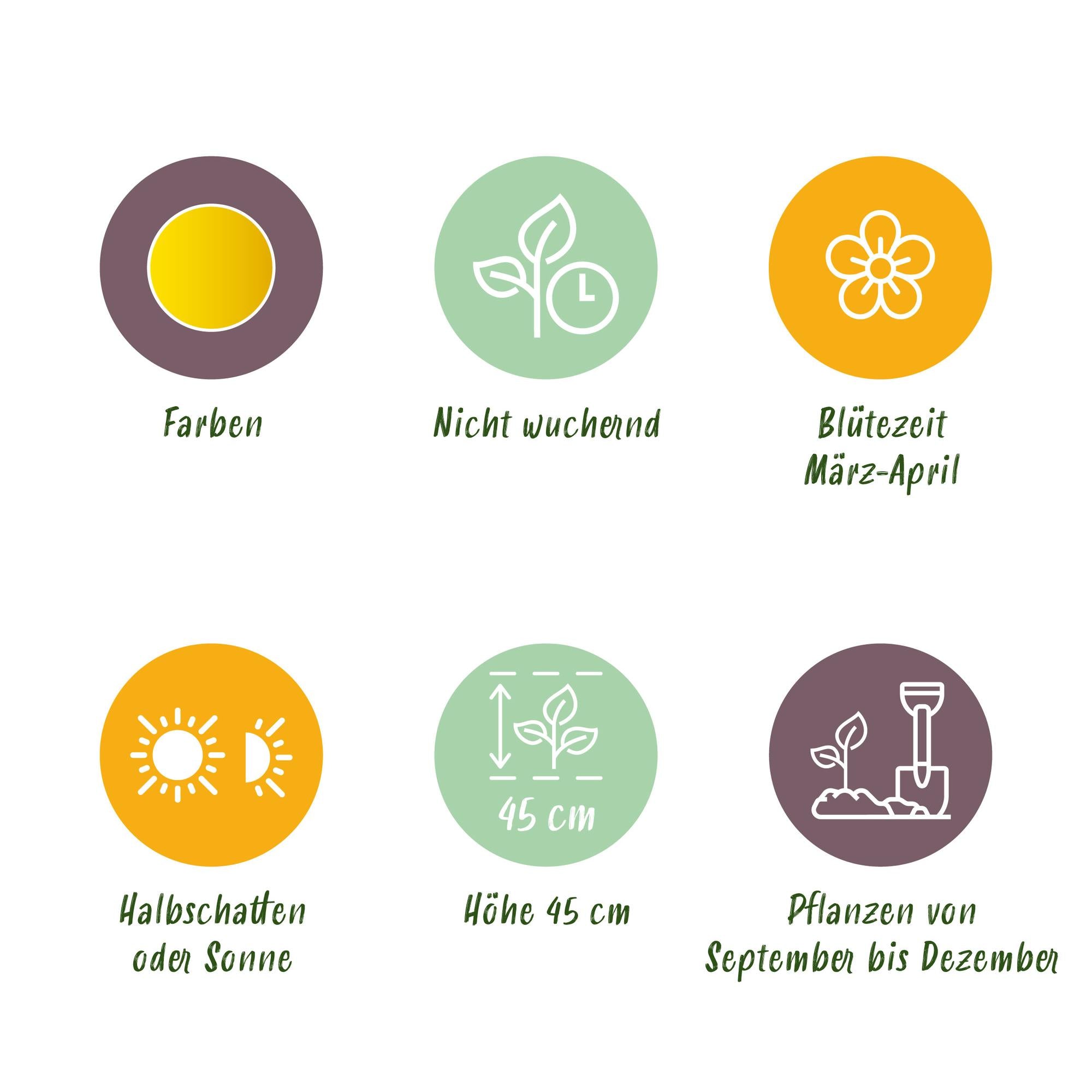 Blumenzwiebeln Narzisse Tete-A-Tete | 25 Stück Gelb – Zwiebelgröße 10/11 – XXL Pack