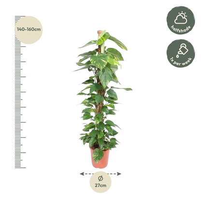 Epipremnum aureum „Mosstok“ | Efeutute am Moosstab – Pflegeleicht &amp; Luftreinigend