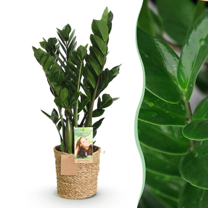 Zamioculcas mit Korb in verschiedenen Größen