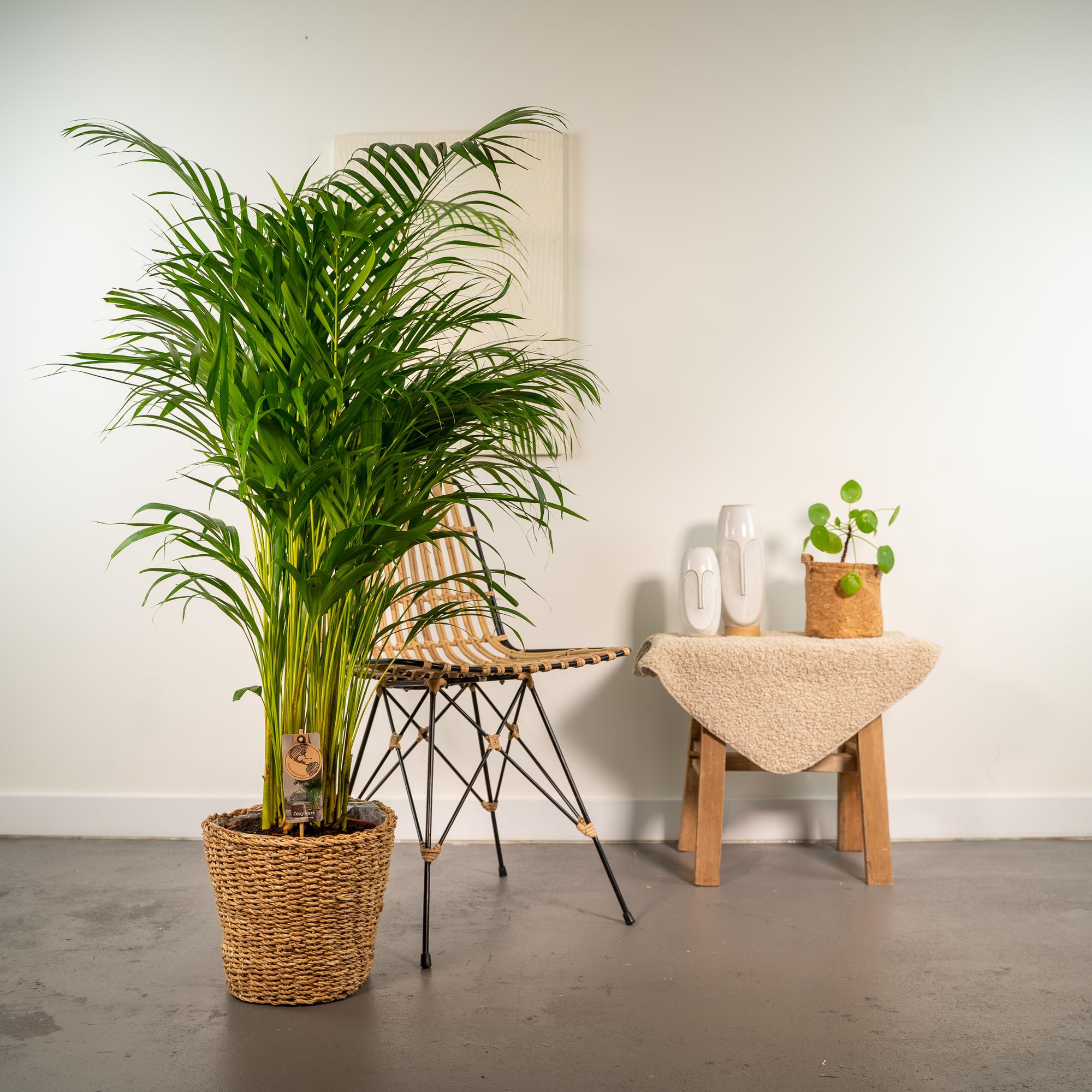 Areca-Palme 130cm mit Korb oder Topf – Goldfruchtpalme für gesunde Raumluft