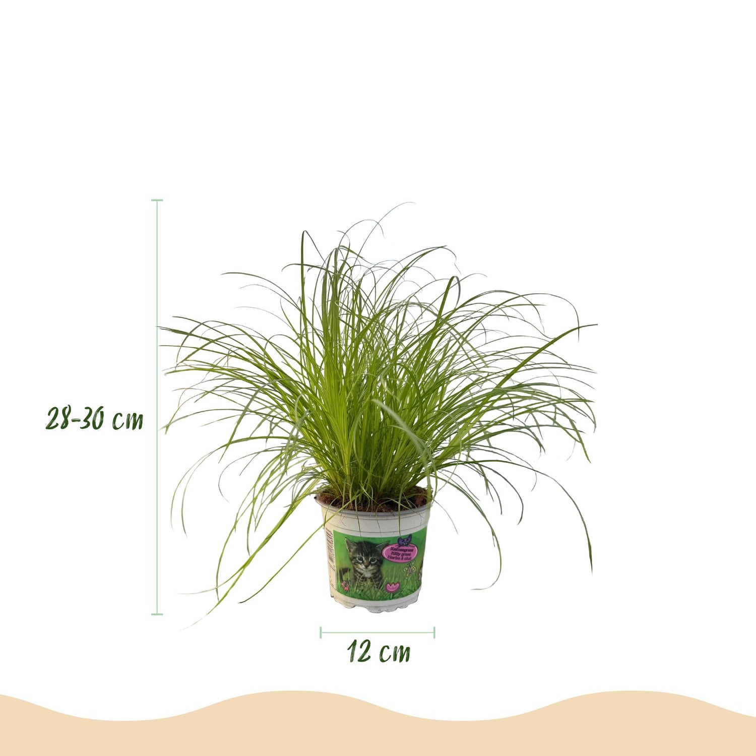 Cyperus alternifolius Zumula - Katzenpflanze - Haustierfreundliche Pflanze - Grün - 1 Pflanze - Topf 12cm - Höhe 20cm