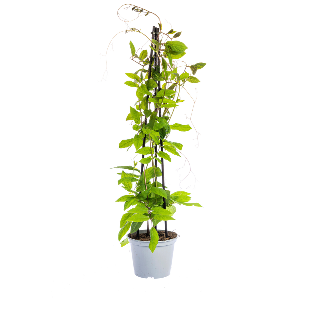 4x Mix aus Kletterpflanzen: Rhodochiton, Cobea, Lathyrus &amp; Ipomoea Ø13 cm - ↕60 cm