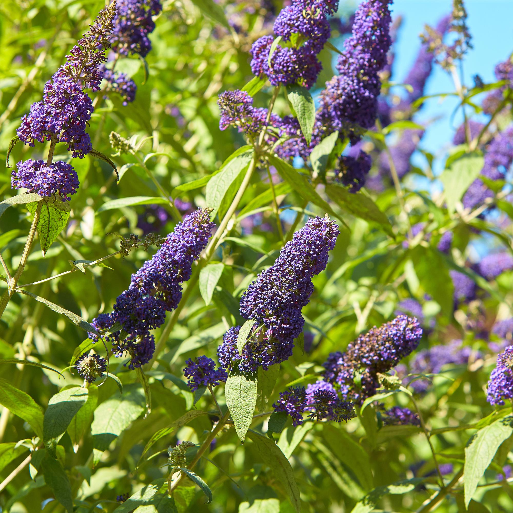 Schmetterlingsstrauch - Buddleja davidii Empire Blue - Blüte Blau - 1 Pflanze - Laubabwerfend - Schmetterlingsanziehend - Topf 17cm Höhe 25cm